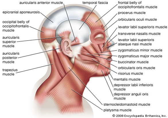 Neck Muscle Chart