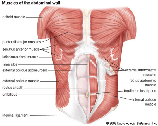 Stomach Muscle Chart