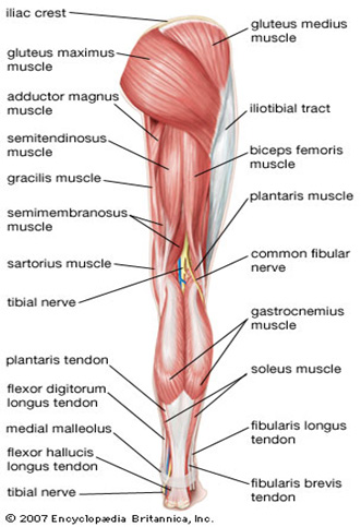 Muscle Charts Massagelongbeachca Com