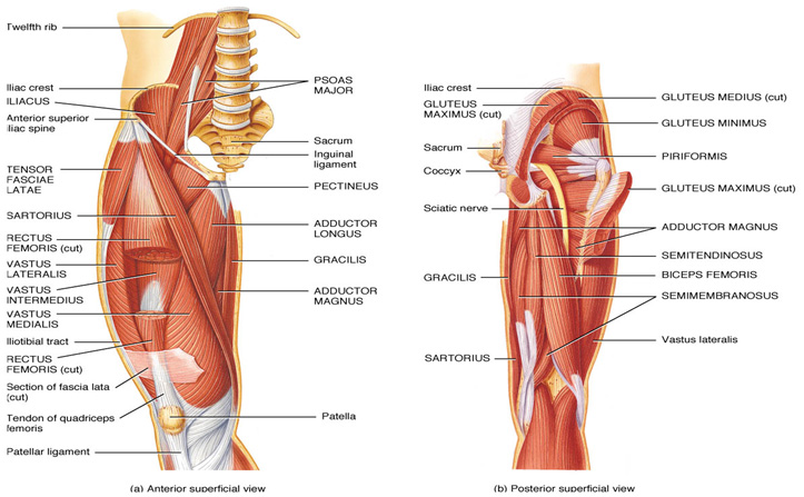 Muscle Charts Massagelongbeachca Com