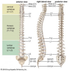 cervical