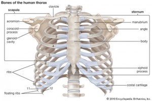 thorax